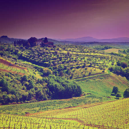 Hill of Tuscany with Vineyard in the Chianti Region, Sunriseの写真素材