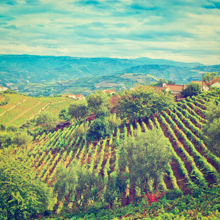 Vineyards on the Hills of Portugal in the Fallの写真素材