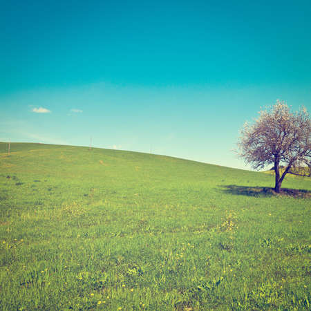 Flowering Tree  Surrounded by Sloping Meadows of Tuscanyの写真素材