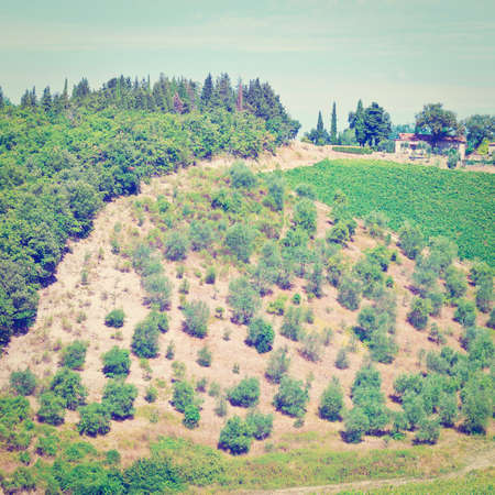 Hill of Tuscany with Vineyard in the Chianti Regionの写真素材