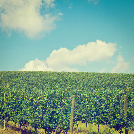 Hill of Tuscany with Vineyard in the Chianti Regionの写真素材