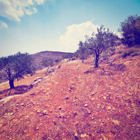 Olive Grove on the Slopes of the Mountains of Samaria, Israelの写真素材