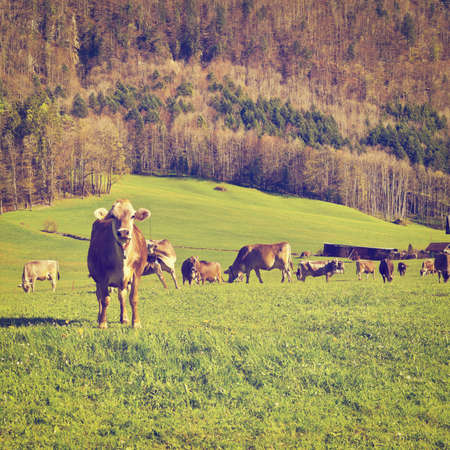 Cows Grazing on Green Pasture in Switzerlandの写真素材