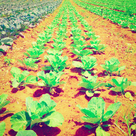 Rows of Fresh Young Green Cabbage in Israelの写真素材