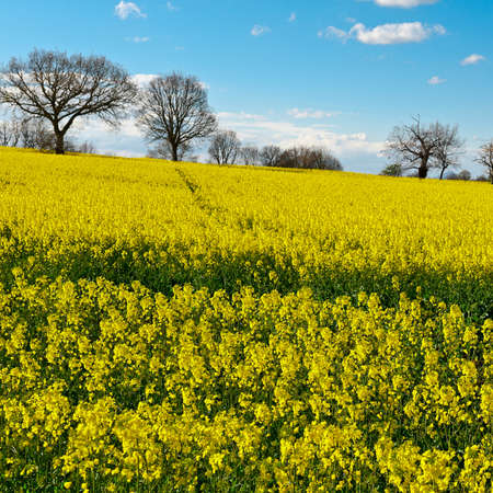 Yellow Lucerne on Sloping Meadows of Tuscany