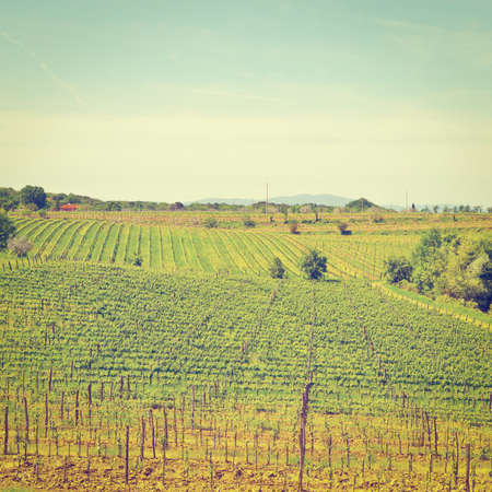 Hill of Tuscany with Vineyard in the Chianti Region.の写真素材