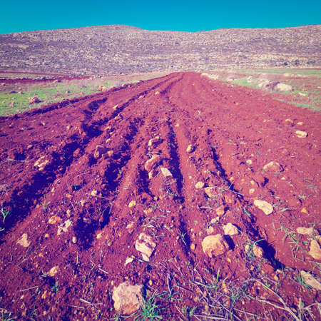 Poor Stony Soil after the Harvest in Israel.の写真素材