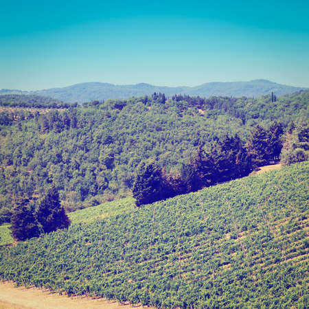 Hill of Tuscany with Vineyard in the Chianti Region.の写真素材