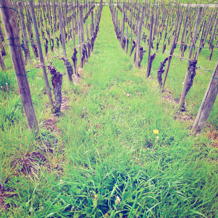 Young Vineyard on the Slopes of the Swiss Alps.の写真素材