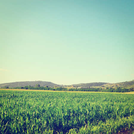 Farmhouses Surrounded by Fields of Young Corn in Italy.の写真素材