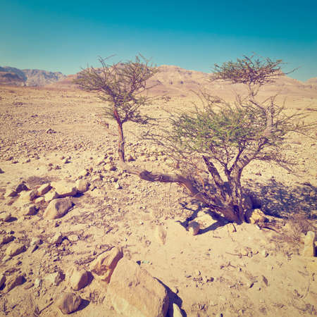 Big Stones and Trees in Negev Desert, Israel.の写真素材
