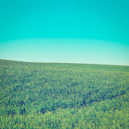 Green Field in Israel, Springの写真素材