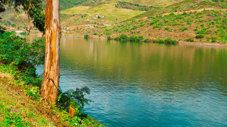 Vineyards in the Valley of the River Douro, Portugal