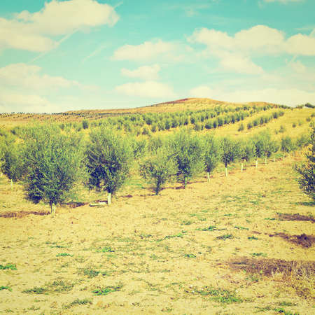 Olive Groves and Plowed Sloping Hills of Spain in the Autumn,の写真素材