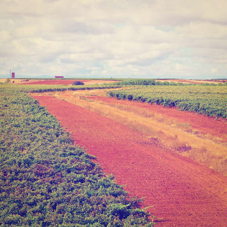 Extensive Vineyards on the Hills of Portugalの写真素材