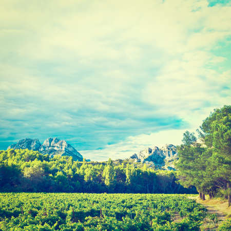 Ripe Black Grapes in the Autumn in the French Provence, の写真素材