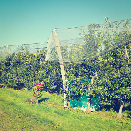 Apple on the Tree Ready for Harvests inside the Greenhouse in France, 