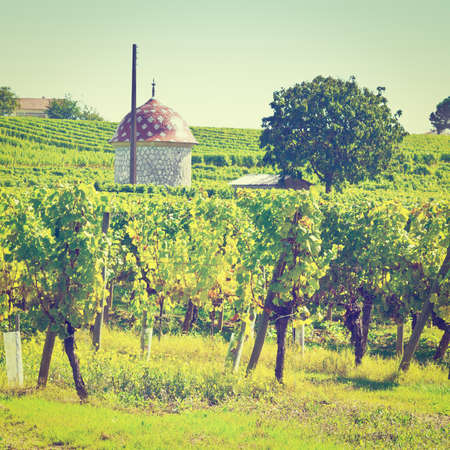 Ripe Grapes in the Autumn in Bordeaux, France, の写真素材