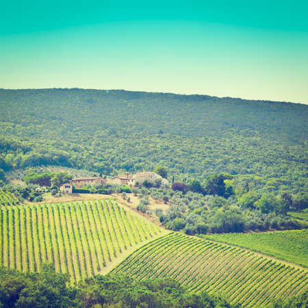 Hills of Tuscany with Vineyard in the Chianti Region,の写真素材