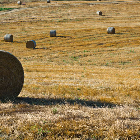 Dirt Road across the Fields with Many Hay Bales in Tuscany, Italyの写真素材