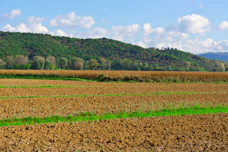Plantation of Ripe Corn in Lazio, Italyの写真素材