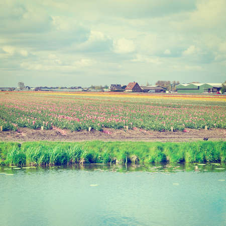 Irrigation Canal between the Fields of Tulips in Netherlands, の写真素材