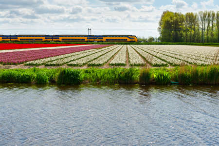 Electrified Railway between the Fields of Tulips in Netherlandsの写真素材