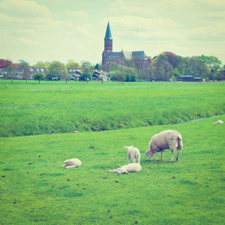 Sheep Grazing on Green Meadow near a Small Dutch Town, の写真素材
