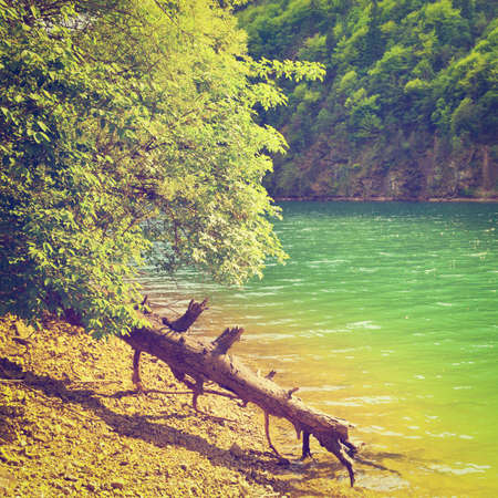 Dry Fallen Tree on the Bank of the River in the Italian Alps, の写真素材