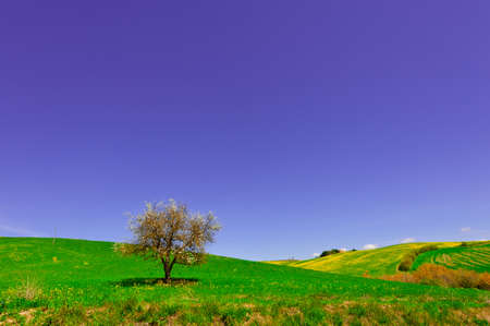 Flowering Tree and Farmhouse Surrounded by Sloping Meadows of Tuscanyの写真素材