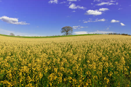 Solitary Tree Surrounded by Sloping Meadows of Tuscany in Italy