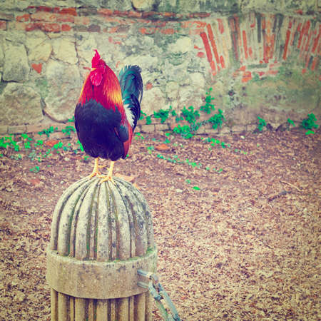 Rooster Sitting on a Stone Pedestal on the Background of the Brick Wallの写真素材