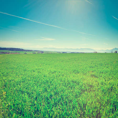 Pasture in Switzerland on the Background of Snow-capped Alpsの写真素材