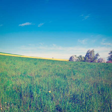 Flowering Trees Surrounded by Sloping Meadows in Switzerlandの写真素材