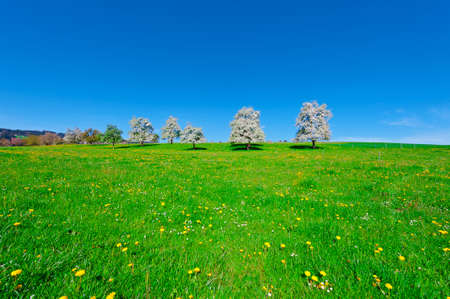 Grazing Cows and Flowering Trees Surrounded by Sloping Meadows in Switzerlandの写真素材
