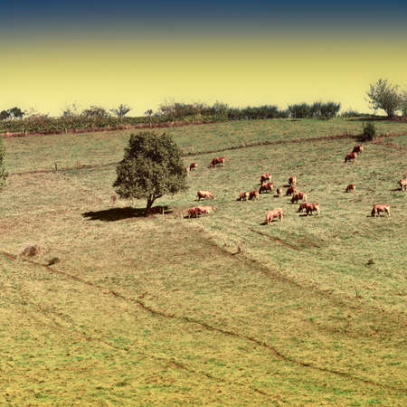 Cow and Bull Grazing on Alpine Meadows in France, Vintage Style Toned Pictureの写真素材
