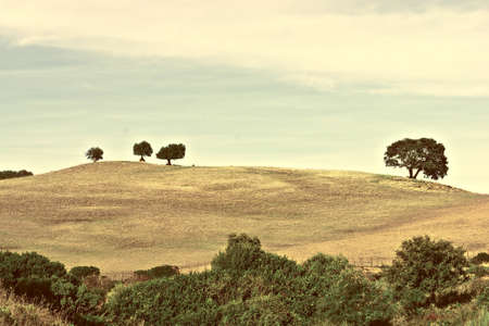 Trees on the Hill in Spain, Vintage Style Toned Pictureの写真素材