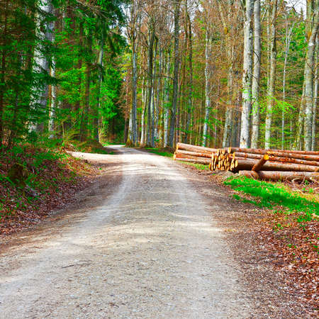 Logs Stacked Near the Forest Road in the Swiss Alps