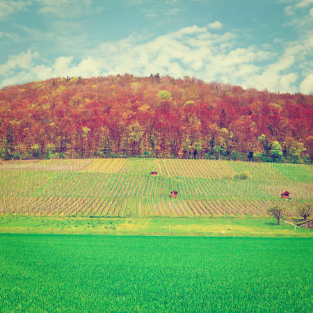 Alpine Pasture and Vineyard Framed by Forest in Switzerlandの写真素材