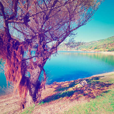 Wooded Shore of the Mountain Lake in Italy, の写真素材