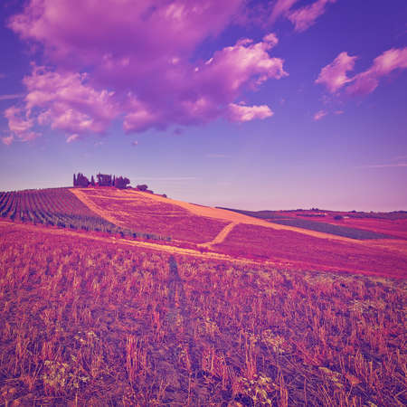 Hill of Tuscany with Vineyard at Sunset.の写真素材
