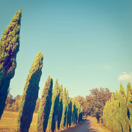Asphalt Road Lined with Cypresses between the Plowed Fields in Italyの写真素材