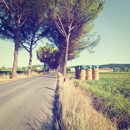 Straight Asphalt Road between the Fields in Italy, の写真素材