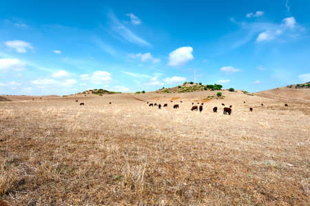 Cows Grazing on Dried Pasture in Spainの写真素材