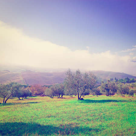 olive grove on the background of the italian alps,の写真素材