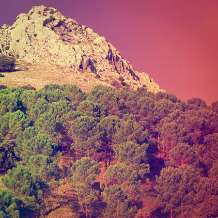 Coniferous Forest on the Background of Mountains in Spain at Sunsetの写真素材