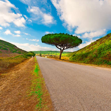 Asphalt Road Leading to Atlantic Coast of Portugalの写真素材