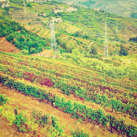 Extensive Vineyards on the Hills of Portugalの写真素材