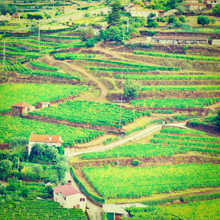 extensive vineyards on the hills of portugal
