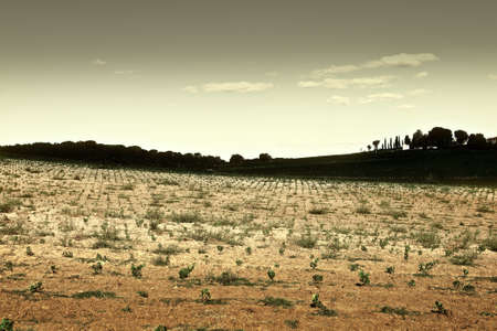 Hill of Tuscany with Young Vineyard in the Chianti Region, Retro Image Filtered Styleの写真素材